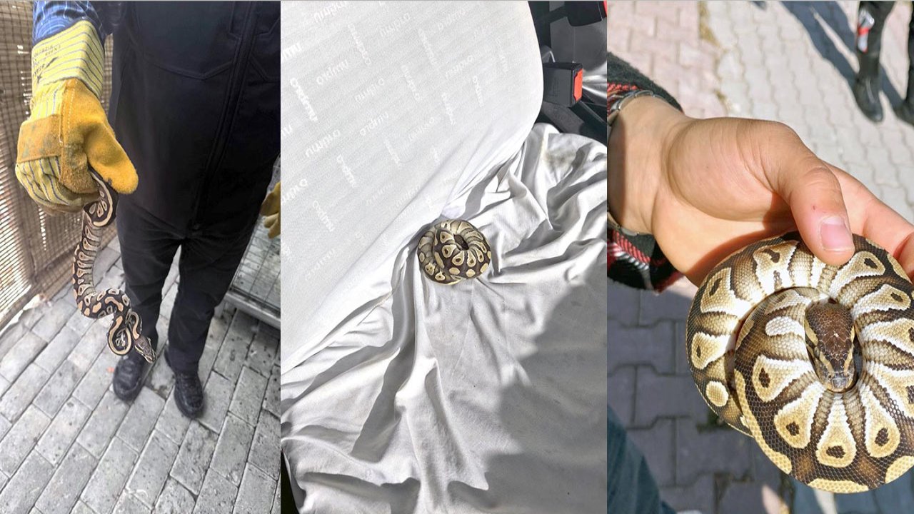 Konya'da ilginç olay! Cebinden yavru piton yılanı çıktı!