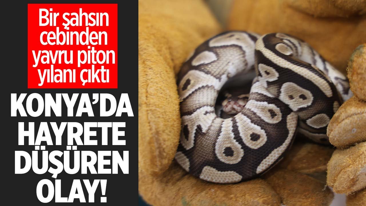 Konya'da hayrete düşüren olay: Şahsın cebinden yavru piton yılanı çıktı