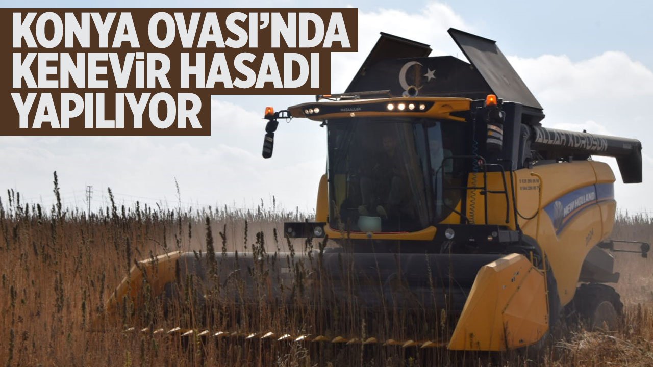 Geçen yıl ilk deneme ekimi yapılan Konya Ovası’nda kenevir hasadı