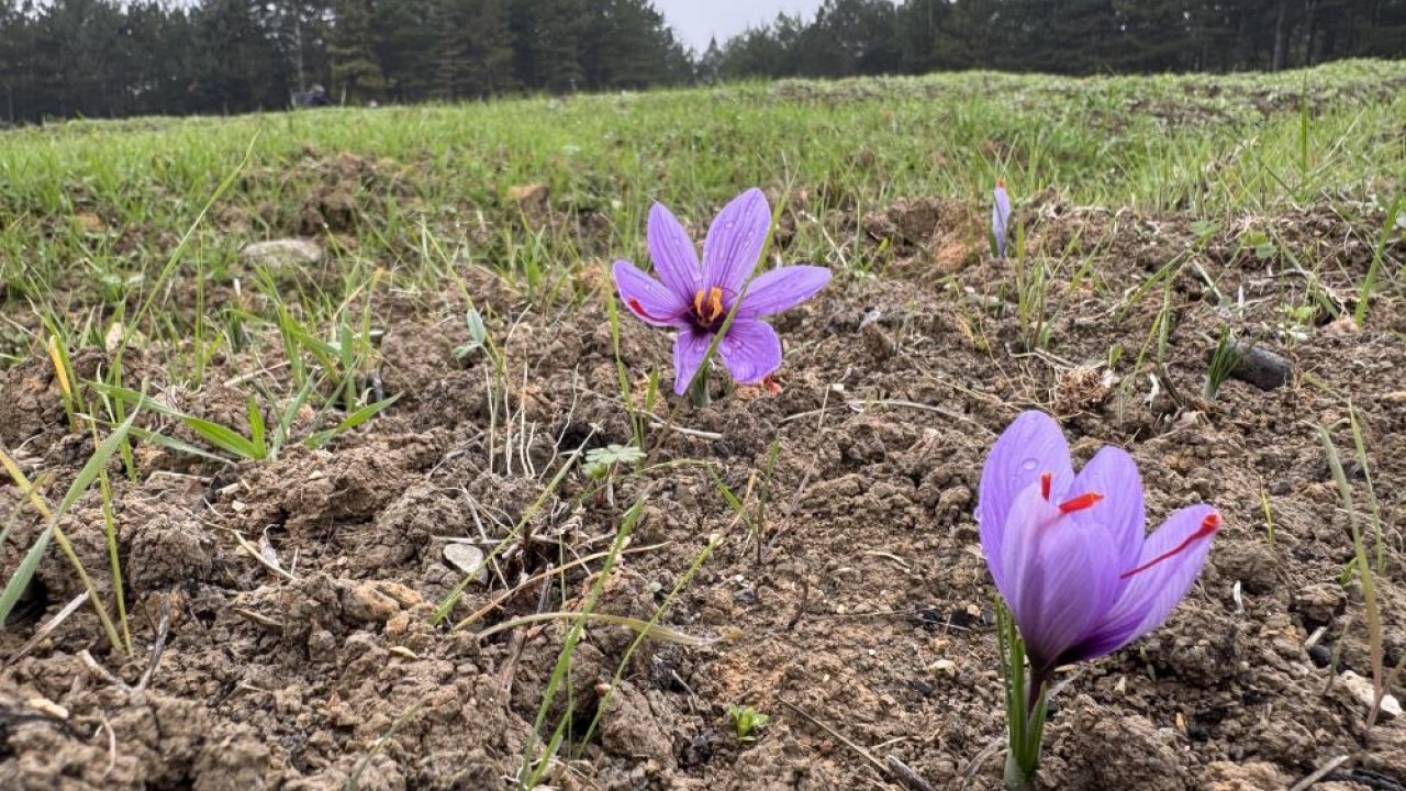 O 'dünyanın en pahalı baharatı!' Kilogramı araba parasına satılacak