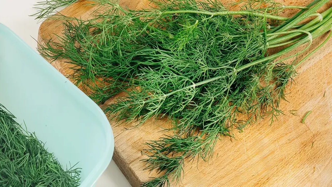 Dereotunun şifası şaşırtıyor: Küçük bir demet, büyük bir etki!