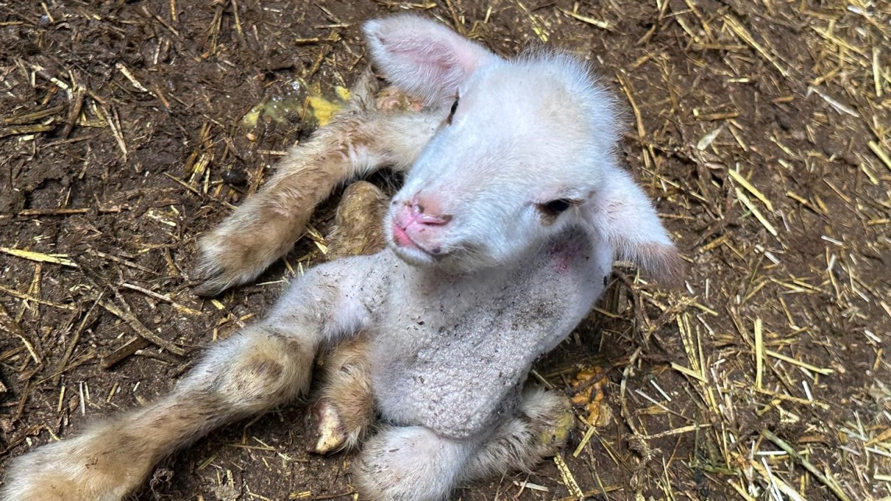 Annesi ve kardeşleri ölen kuzunun hikayesi yürek burktu