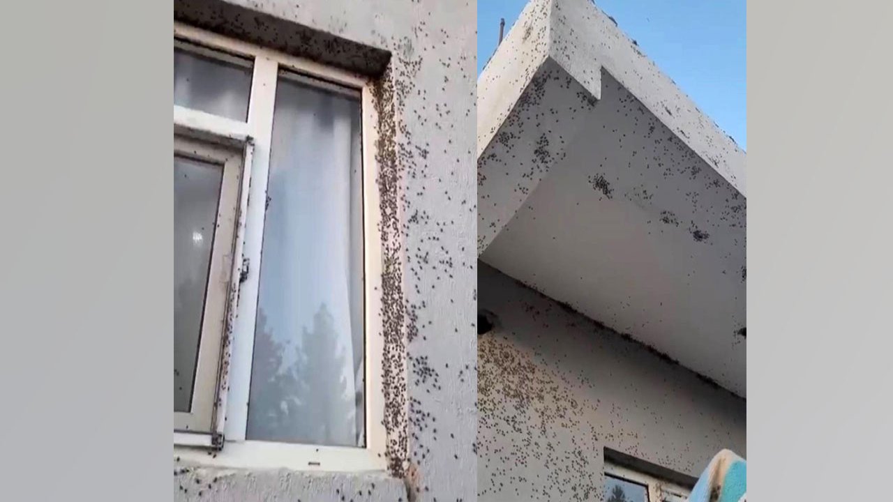 Siirt’te bir evin dış cephesini sinekler istila etti!