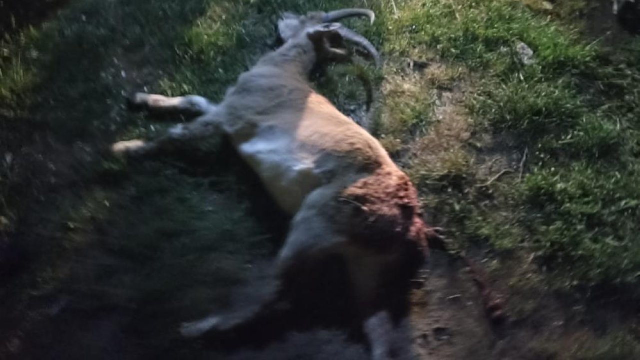 Seydişehir'de kaçak yaban keçisi avına 1 milyon 880 bin TL ceza