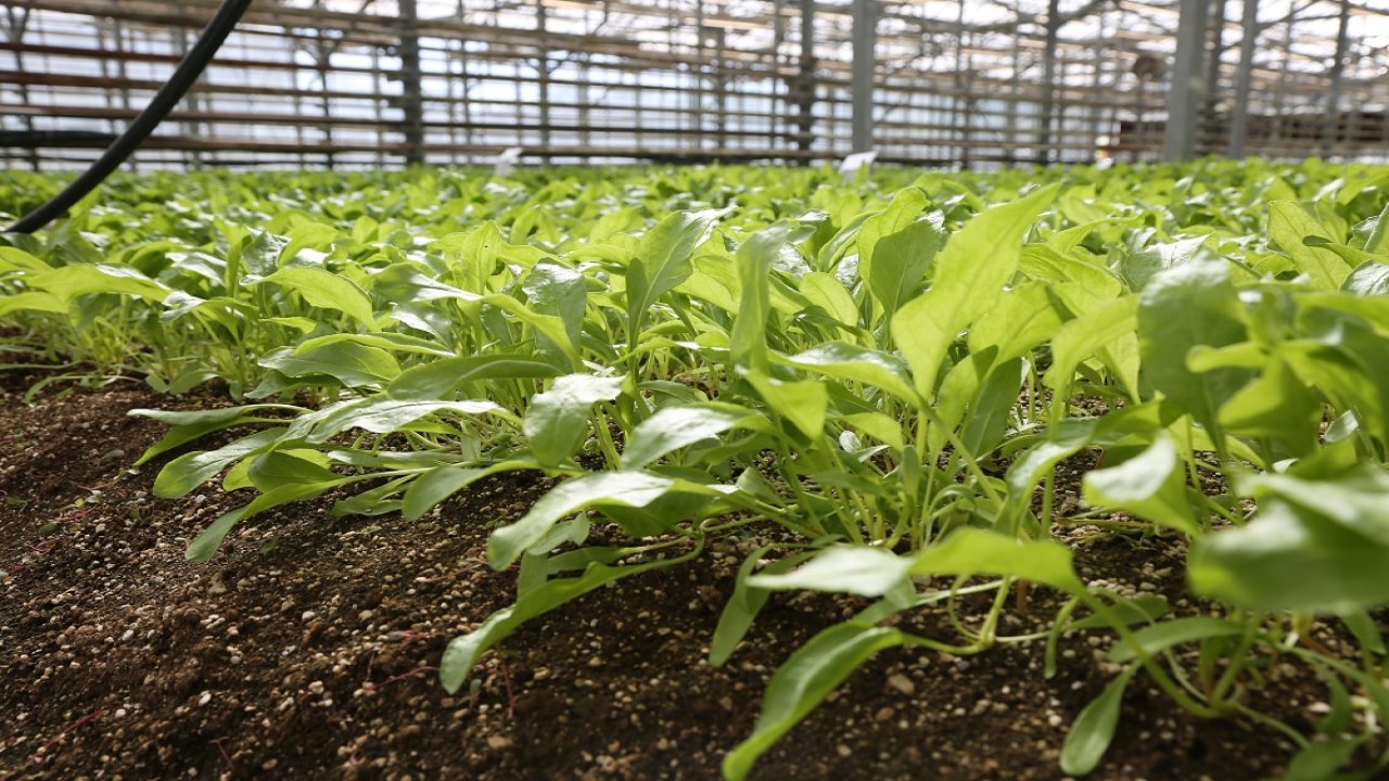 Türkiye Tarımında bir ilki 11 yıldır sürdürüyor! Konya Şeker Pancar Testlerinde Dünya Liginde