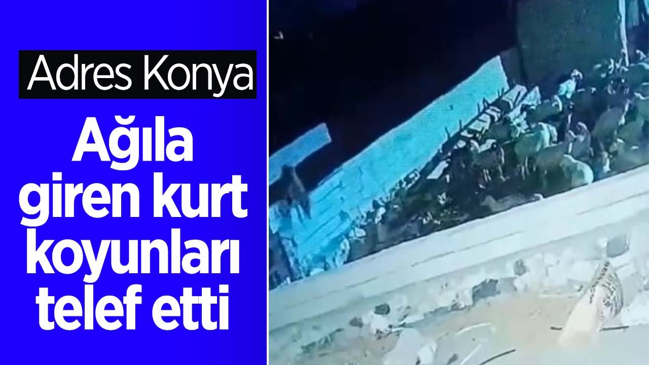 Konya'da ağıla giren kurt küçükbaş hayvanları telef etti