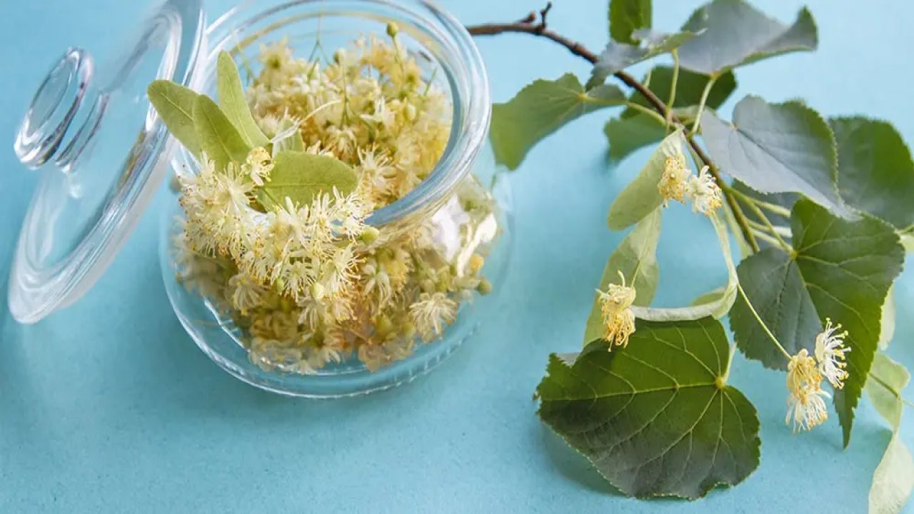 Kışın en şifalı sırrı: Ihlamurun bilinmeyen gücü herkesi şaşırtıyor!