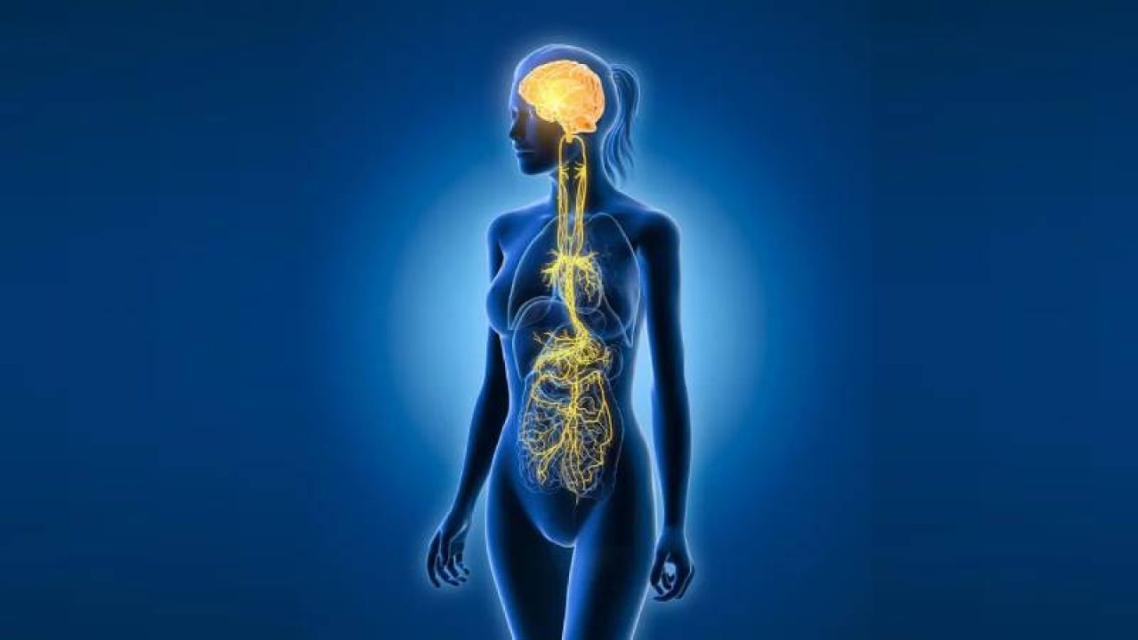 Vücudun gizli anahtarı: Vagus sinirini rahatlatmanın doğal yolları!