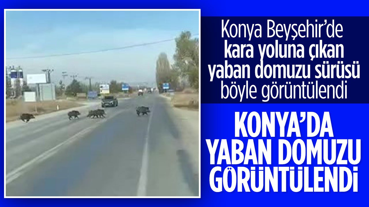 Konya'da kara yoluna çıkan yaban domuzu sürüsü böyle görüntülendi