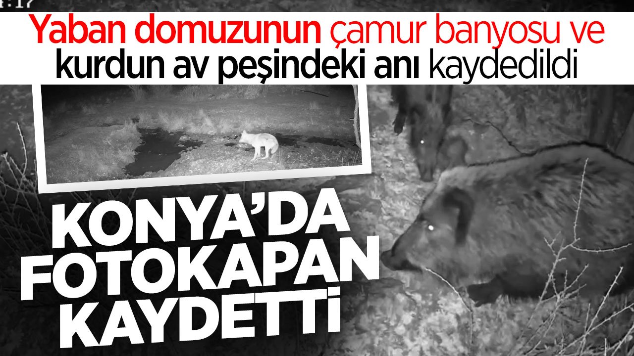 Konya'da fotokapanla yaban domuzunun çamur banyosu ve kurdun av peşindeki anı kaydedildi