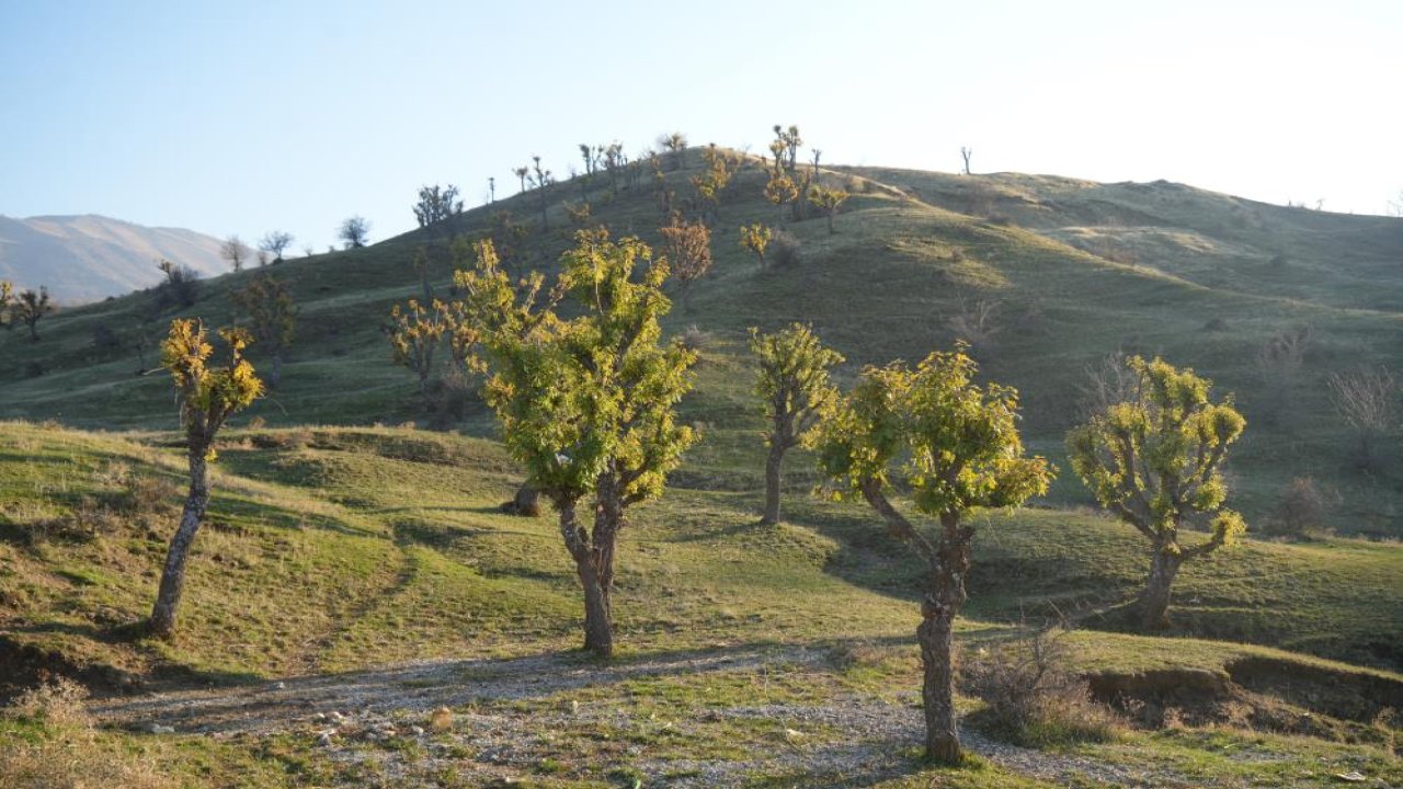 Köylüler bile şaşırdı! Meşeler yeniden yeşerdi!