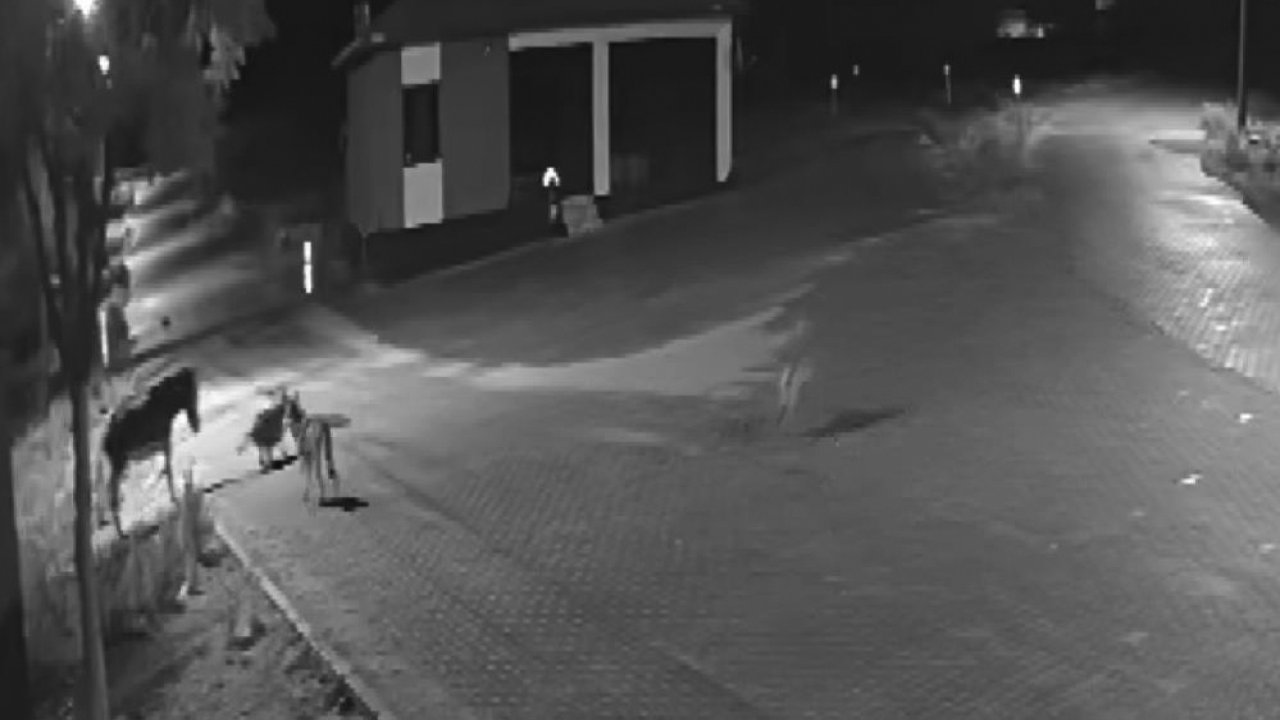 Konya’da mahalleye inen kurtlar eşeğe saldırdı: Güvenlik kamerasına yansıyan dehşet anları