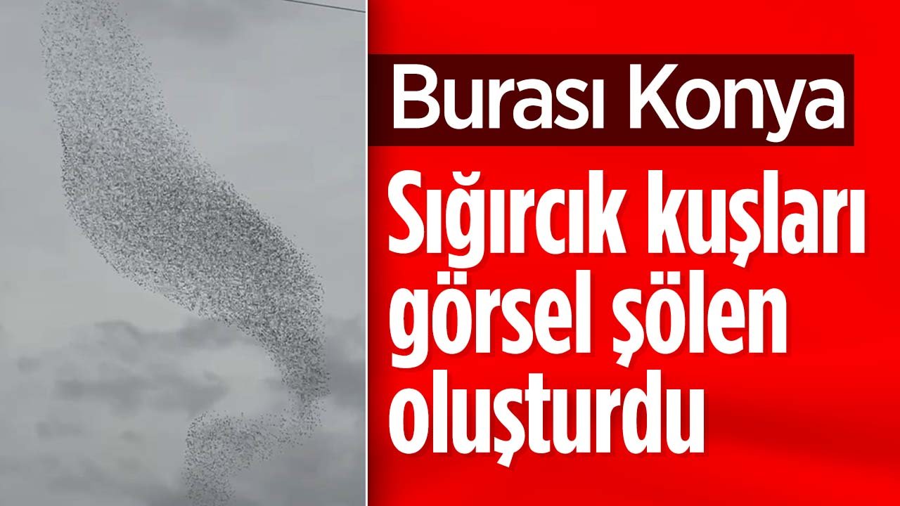 Bu görüntüler Konya'dan: Sığırcık kuşları gökyüzünde görsel şölen yaşattı
