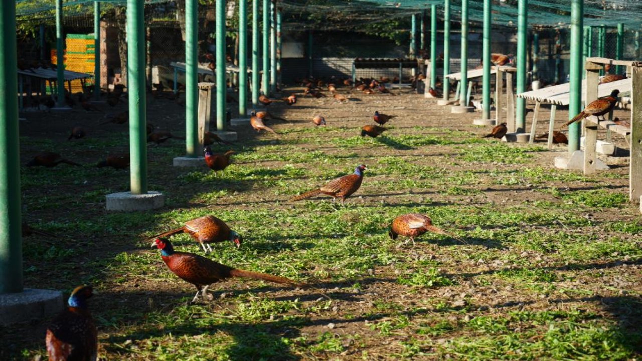 Kahverengi kokarcaya karşı 2025'te 3 bin sülün doğaya salındı