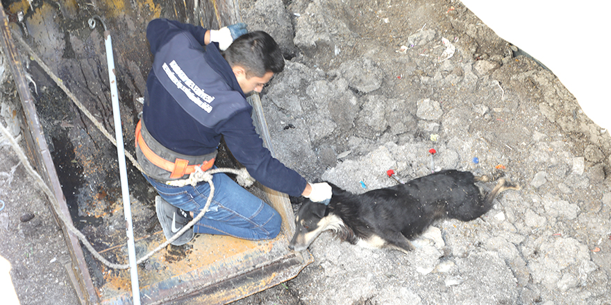 Çukura düşen köpek belediye görevlilerince kurtarıldı
