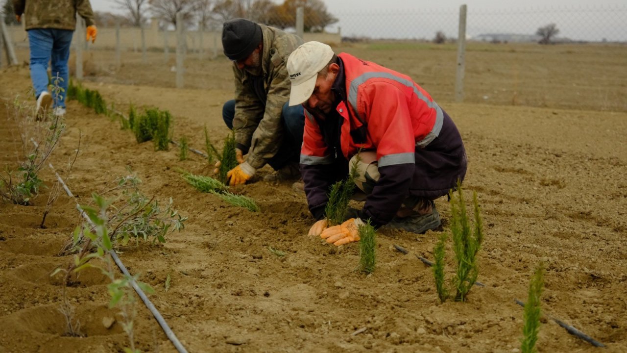 Akşehir Belediyesi’nden Kırsala Tarımsal Destek; 5.500 Lavanta Fidanı Toprakla Buluştu