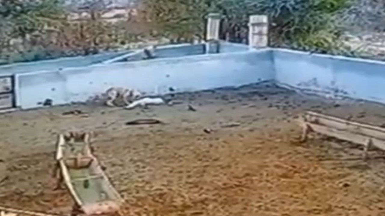 Konya'da ağıla giren kurt, 2 koyunu telef etti! Köpekler de telef olan koyunlara saldırdı!