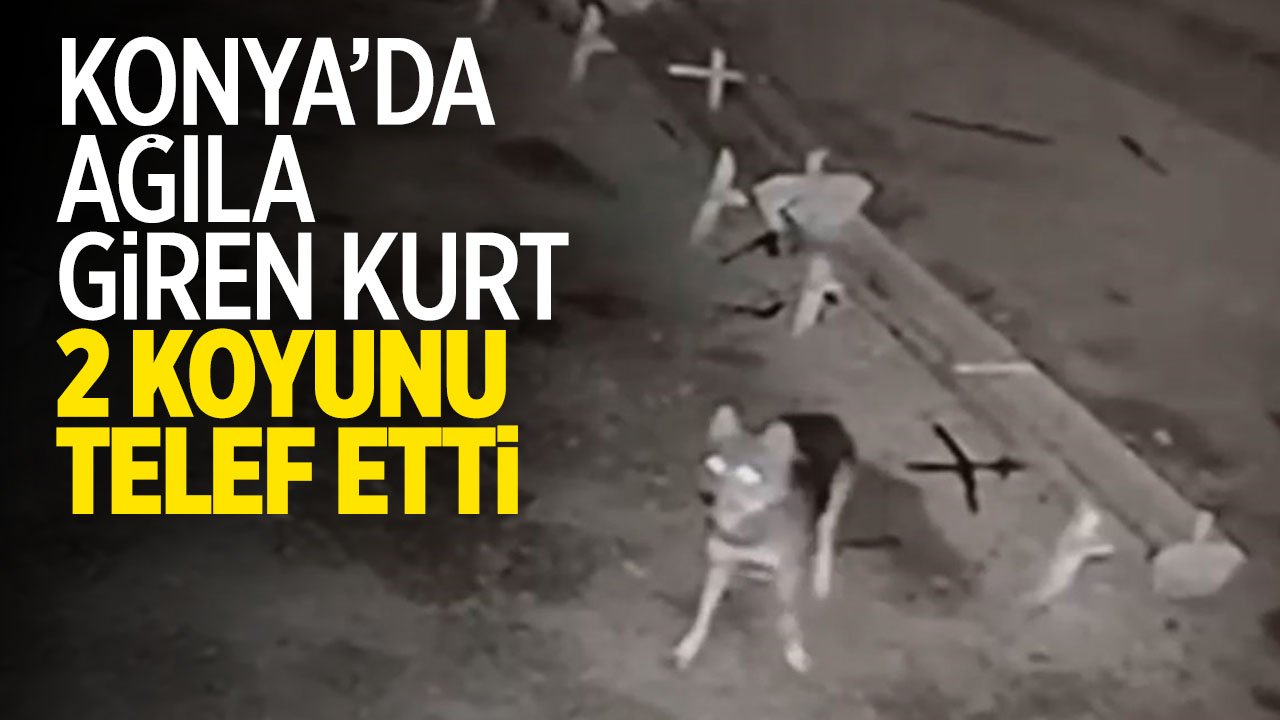 Konya'da ağıla giren kurt, 2 koyunu telef etti