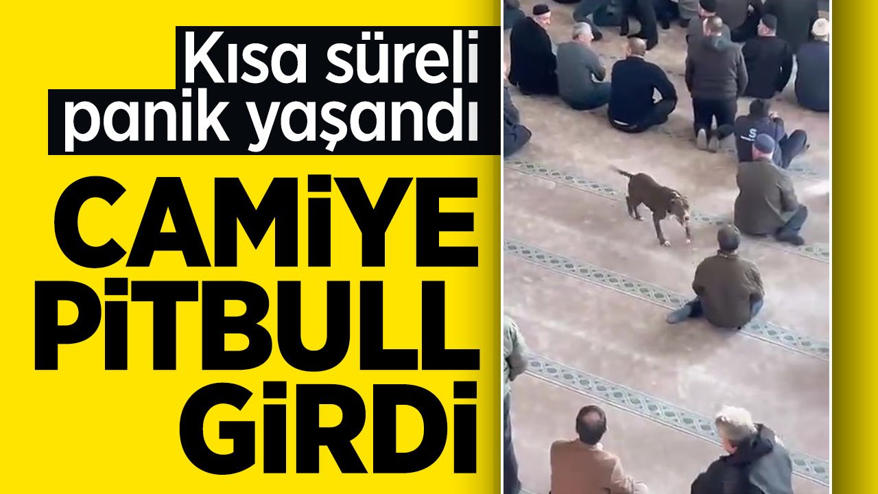Cuma namazı esnasında camiye pitbull girdi