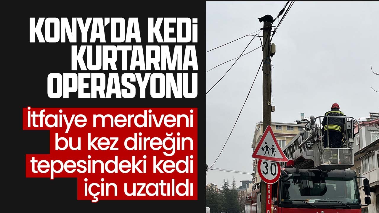 Konya'da kedi kurtarma operasyonu