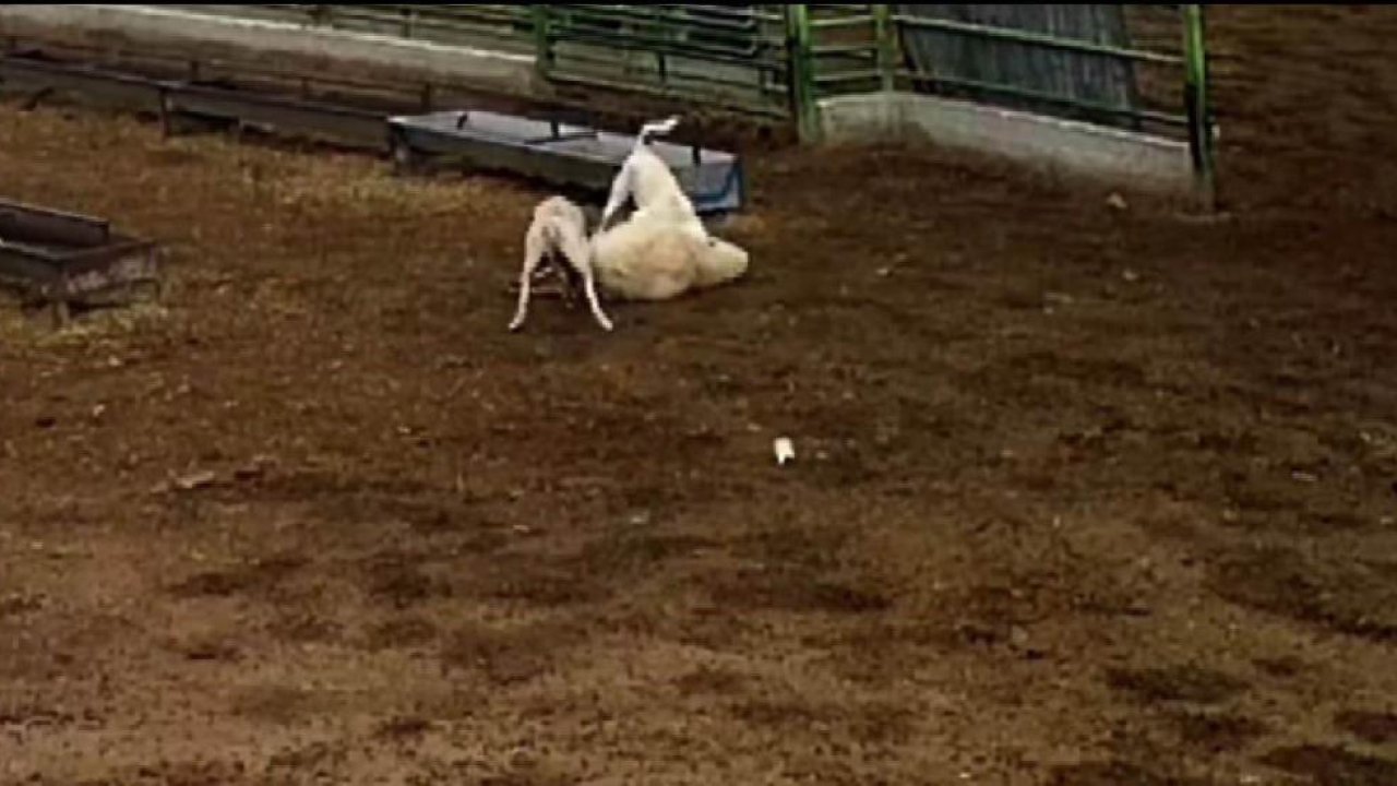 Konya’da sokak köpekleri yine gündemde: Ağılda saldırı