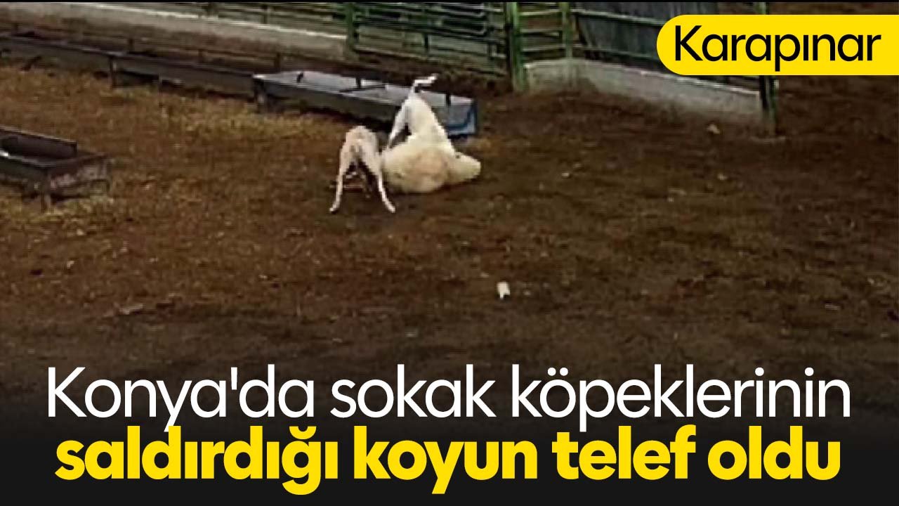 Adres Konya! Sokak köpeklerinin saldırdığı koyun telef oldu
