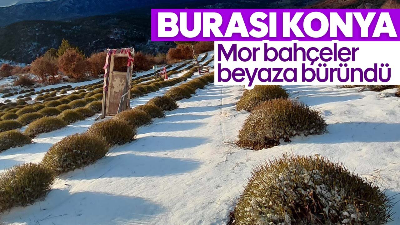 Konya'daki ilçenin mor bahçeleri beyaza büründü, barajlarda su sevinci