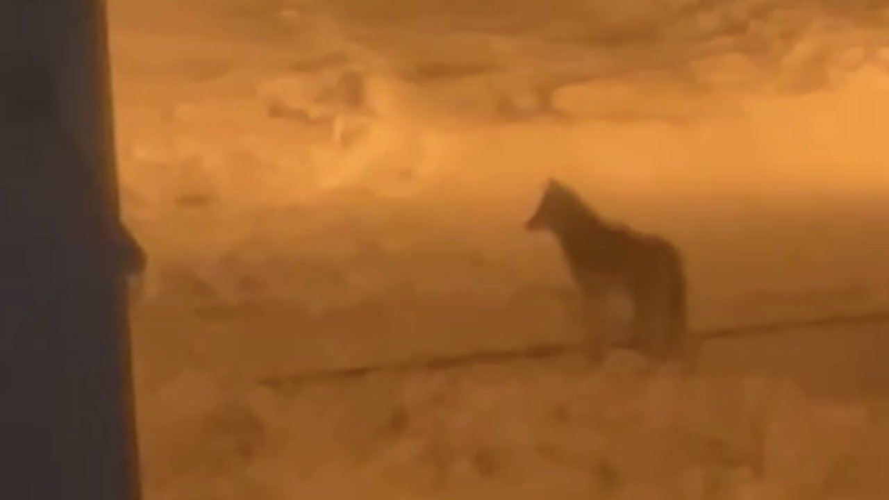 Şehir merkezine inen kurt böyle görüntülendi