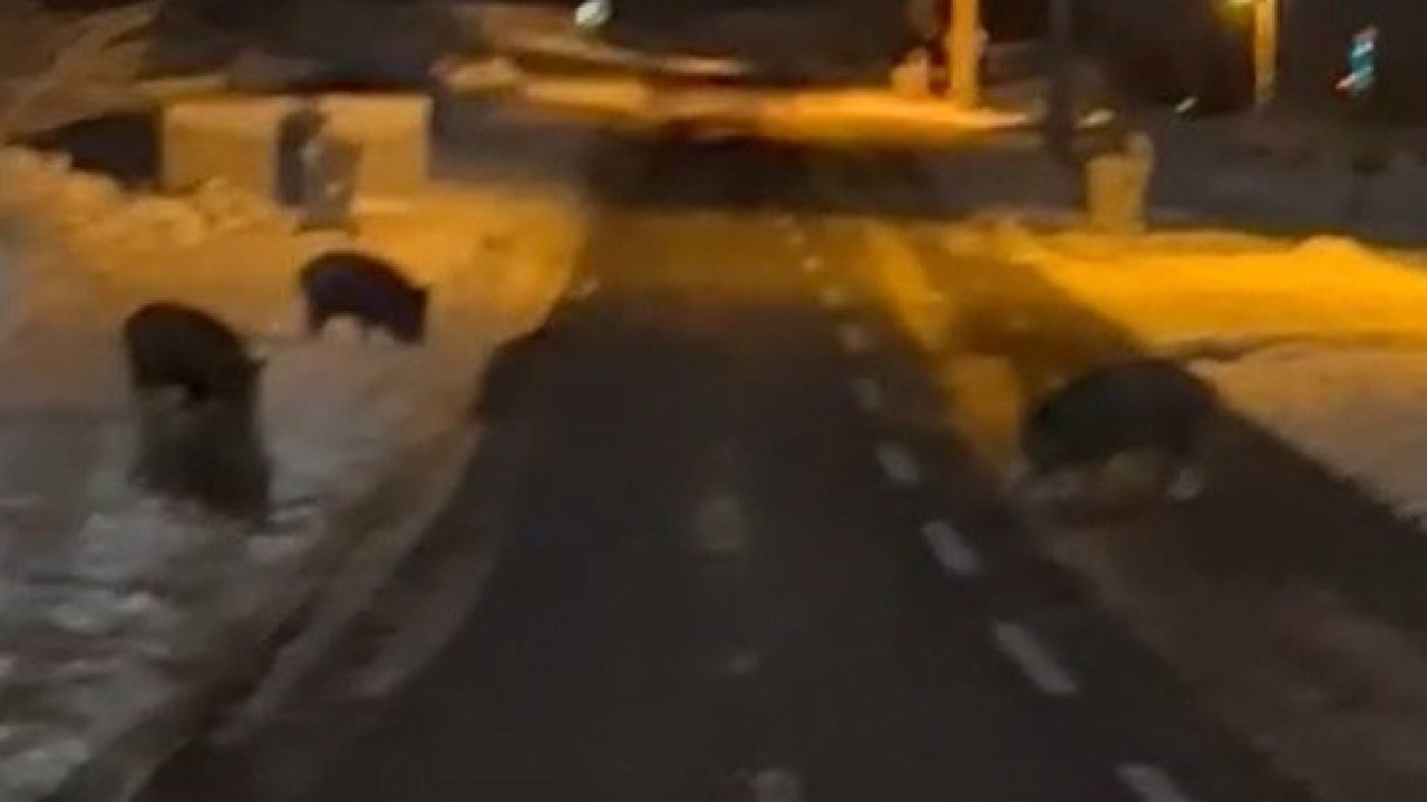 Aç kalan yaban domuzları Konya’da yerleşim yerine indi: Karapınar’da korku dolu anlar