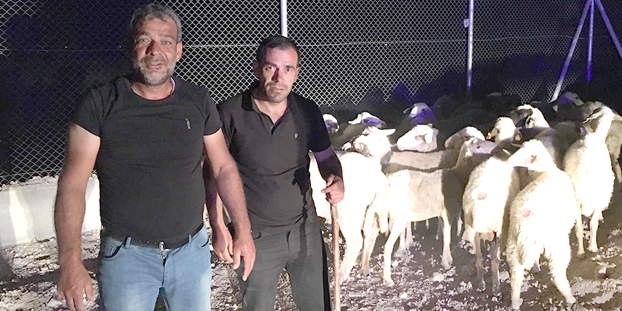 Kaybolan koyunlar bir gün sonra bulundu