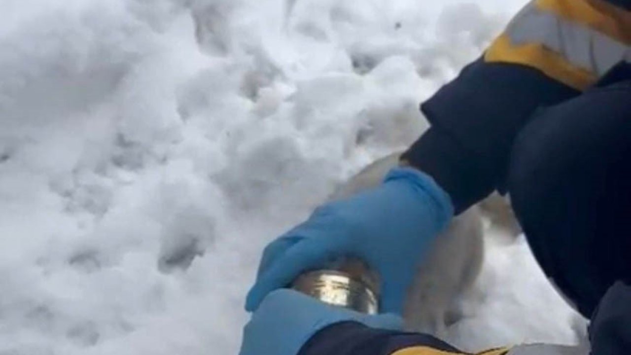 Kedinin başına sıkışan konserveyi sağlık ekipleri çıkardı!