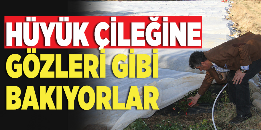 Hüyük Çileğine Gözleri Gibi Bakıyorlar