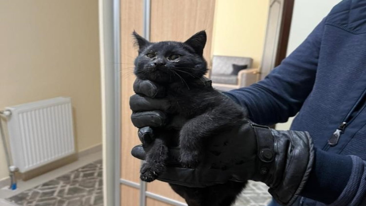 Konya'da bacaya giren kedi itfaiyenin 6 saatlik operasyonuyla kurtarıldı