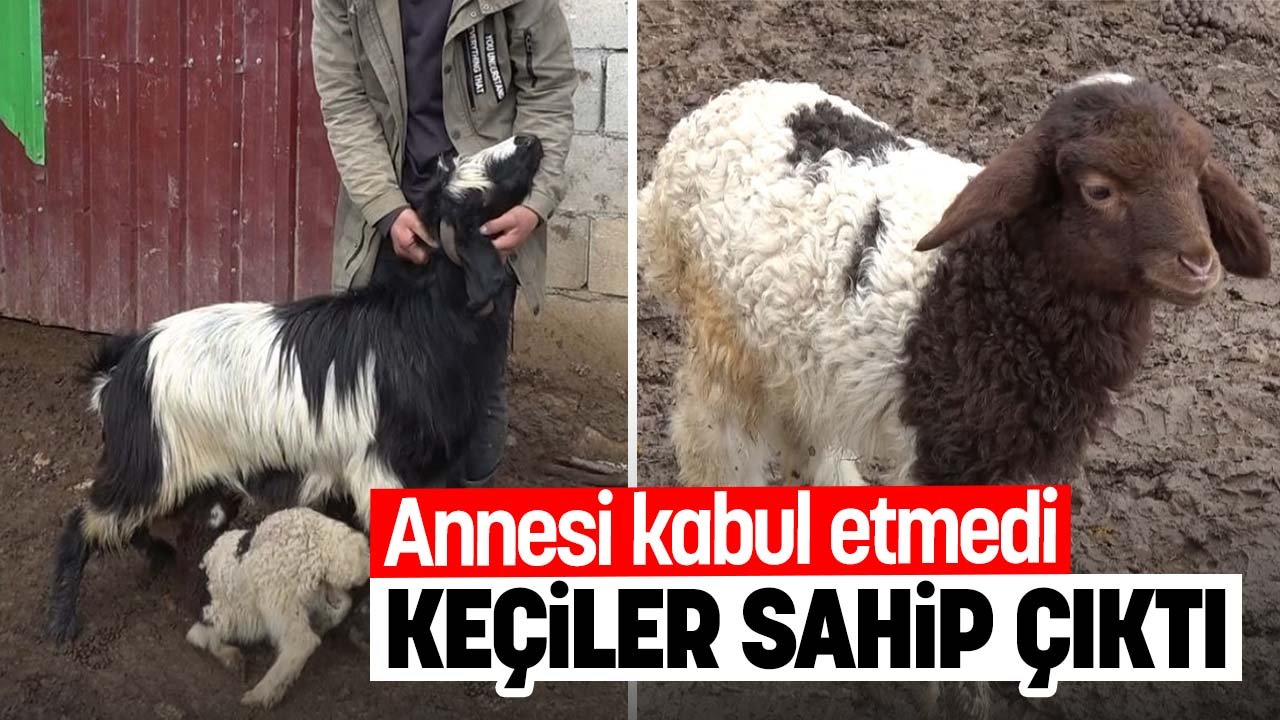 Yeni doğan kuzuyu annesi kabul etmedi keçiler sahip çıktı