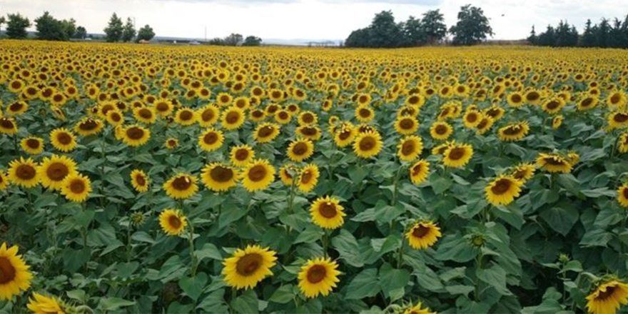 Konya'da tarlalar ayçiçeği açtı
