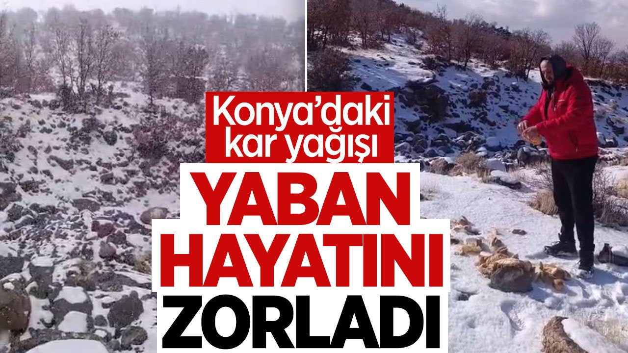 Konya Karapınar'daki kar yağışı yaban hayvanlarını olumsuz etkiledi