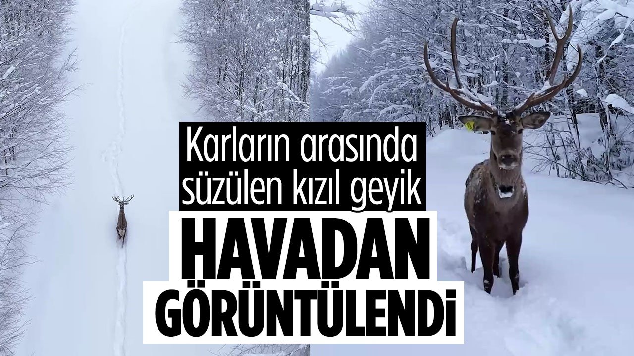 Karların arasında süzülen kızıl geyik havadan görüntülendi