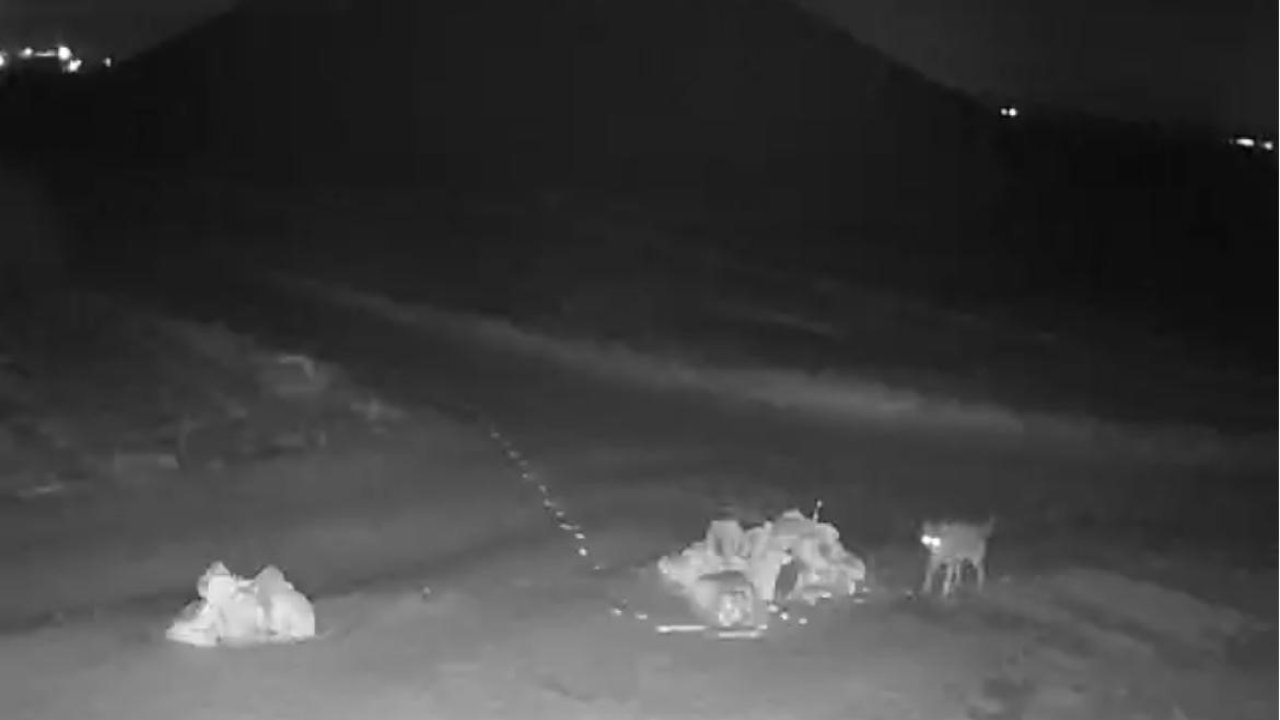 Nevşehir’de aç kalan kurtlar köye indi