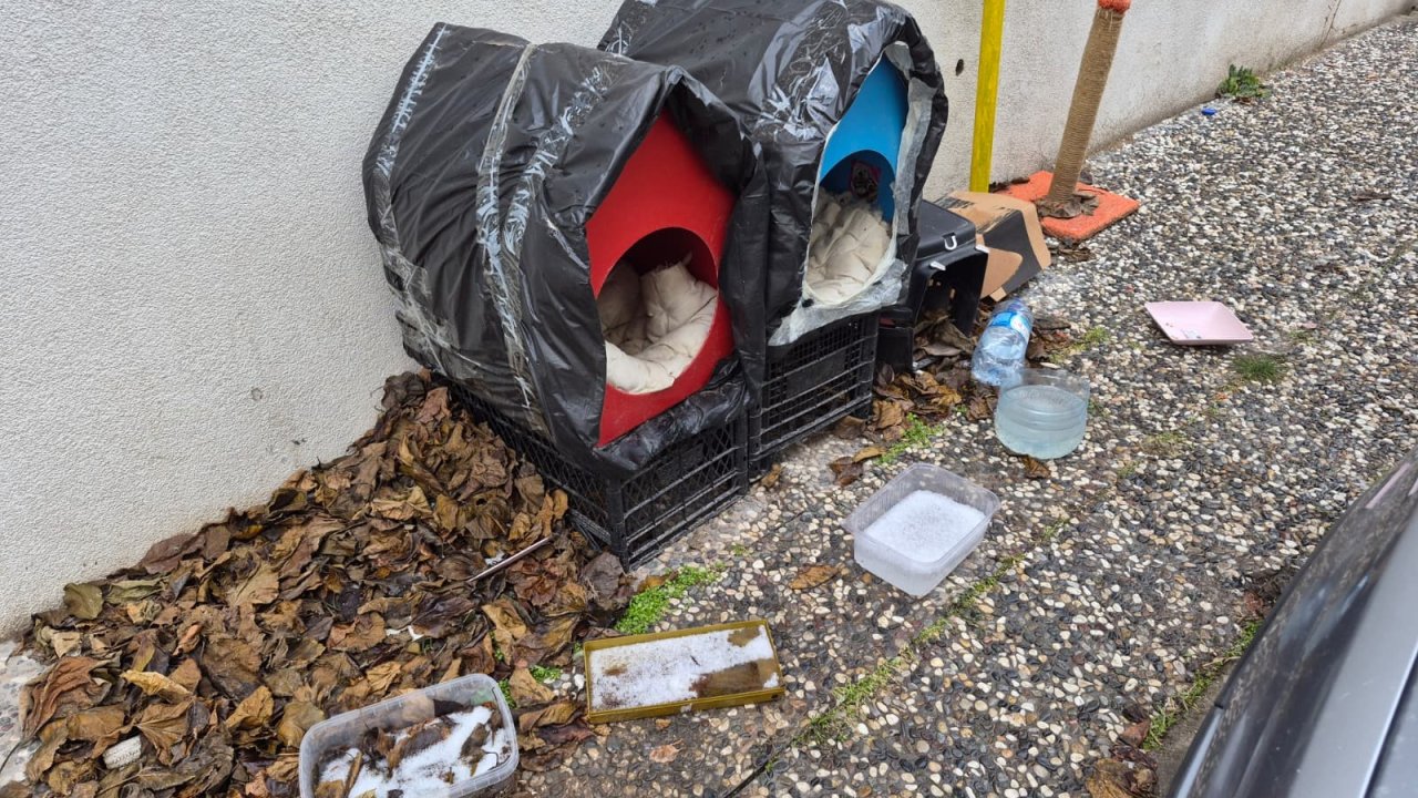 Dondurucu soğukta vatandaşlardan sokak hayvanları için örnek davranış