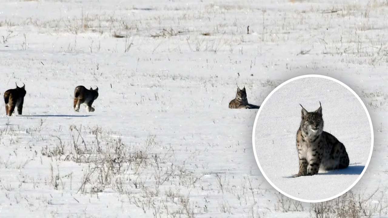 Karla kaplı arazide yiyecek aramaya çıktılar! Elazığ’da vaşak ailesi görüntülendi