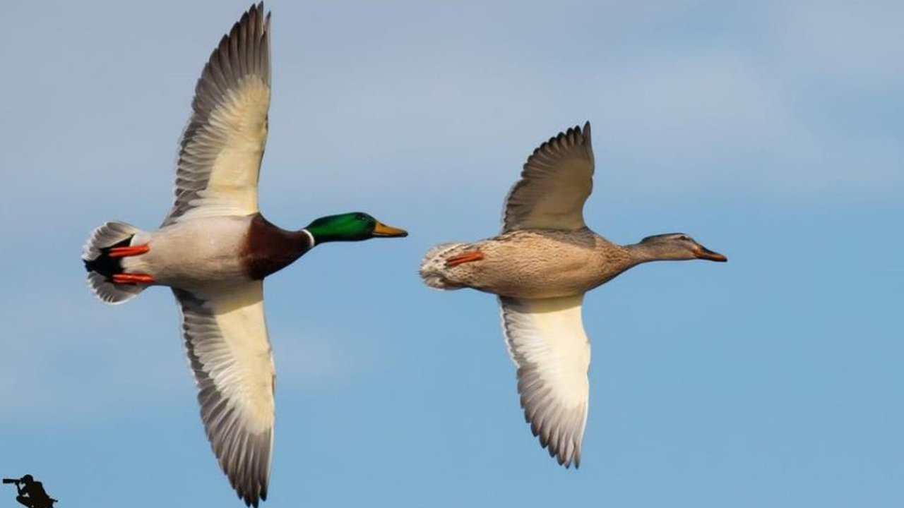 Astsubaylıktan doğanın kalbine: Beyşehir Gölü’nde kuşların izinde bir tutku hikâyesi