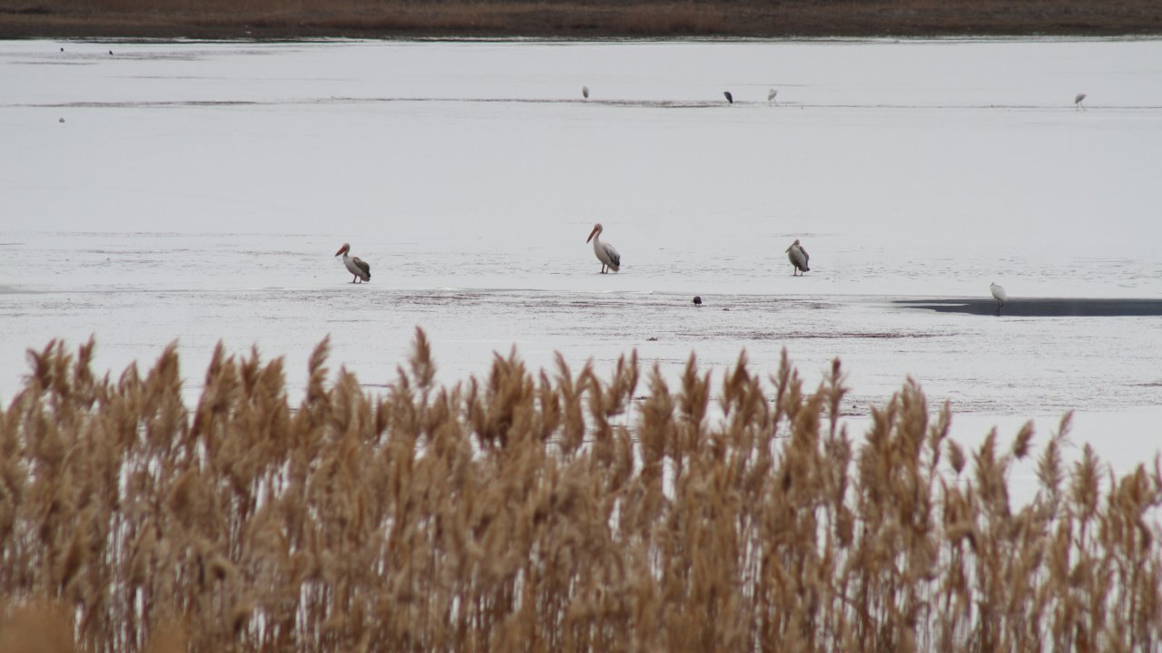 Buz tutan Beyşehir Gölü’nde pelikan sürprizi: Kuş severler kıyıya akın etti