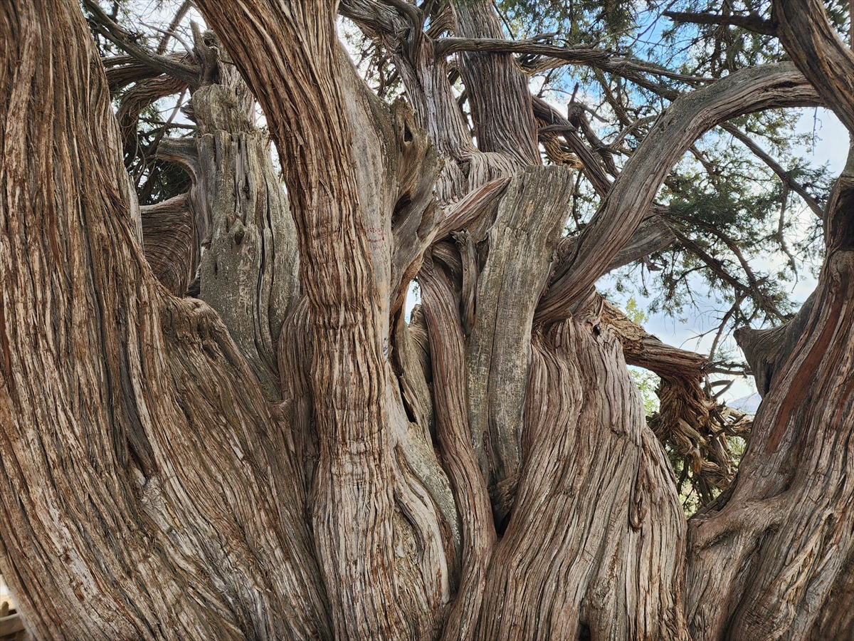 Güneysınır' da ki 1001 Yaşındaki Anıt Ardıç Ağacı Tarihe Tanıklık Ediyor