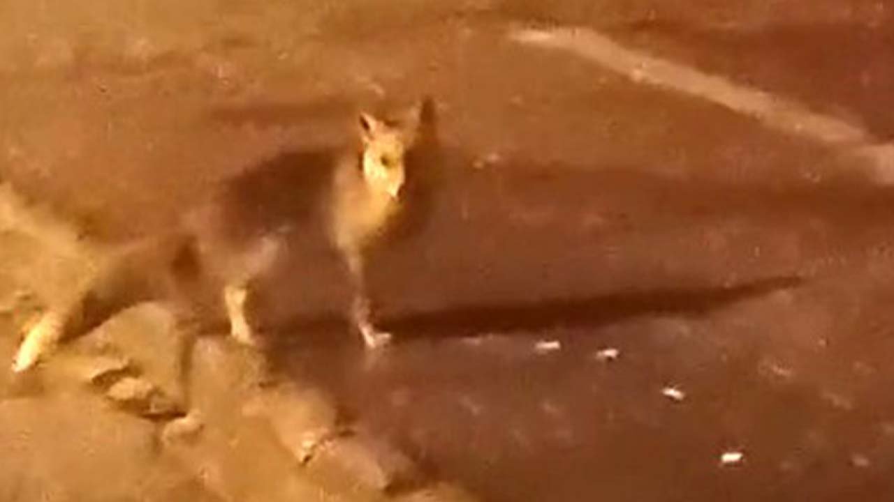 Aç kalan tilkiler şehir merkezine indi