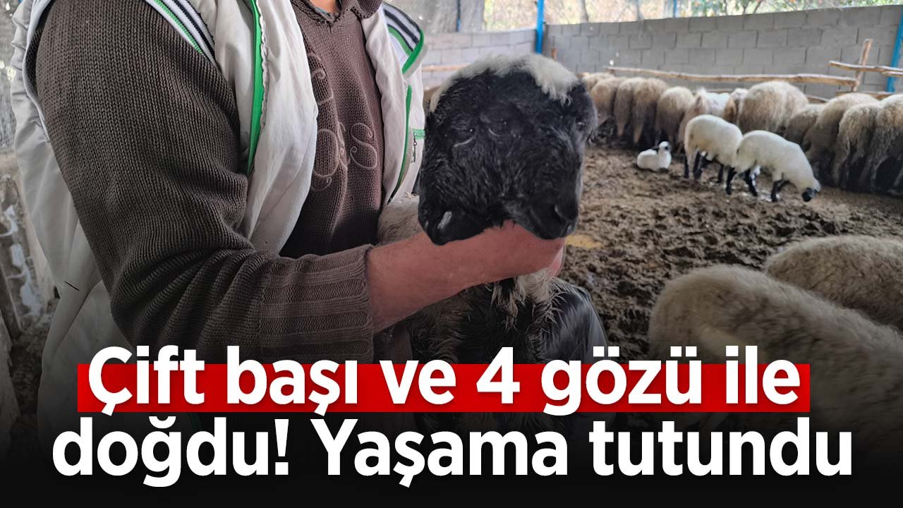 Çift başlı ve 4 gözlü doğan kuzu yaşam tutundu