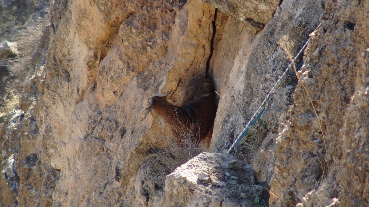 Kayalıklarda 5 gündür mahsur kalan keçi kurtarıldı