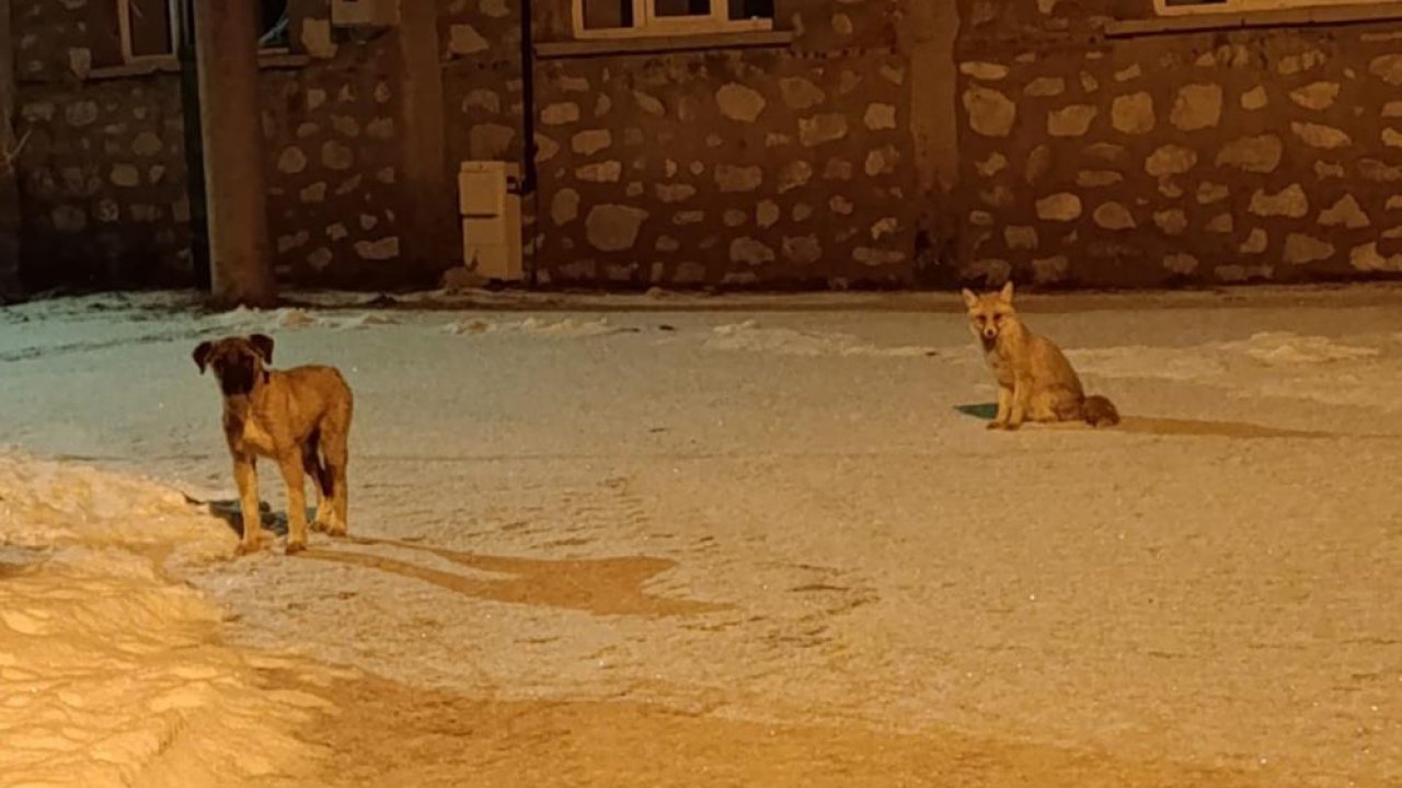 Bu görüntüler Konya’dan! Tilki ile sokak köpeğinin inanılmaz dostluğu