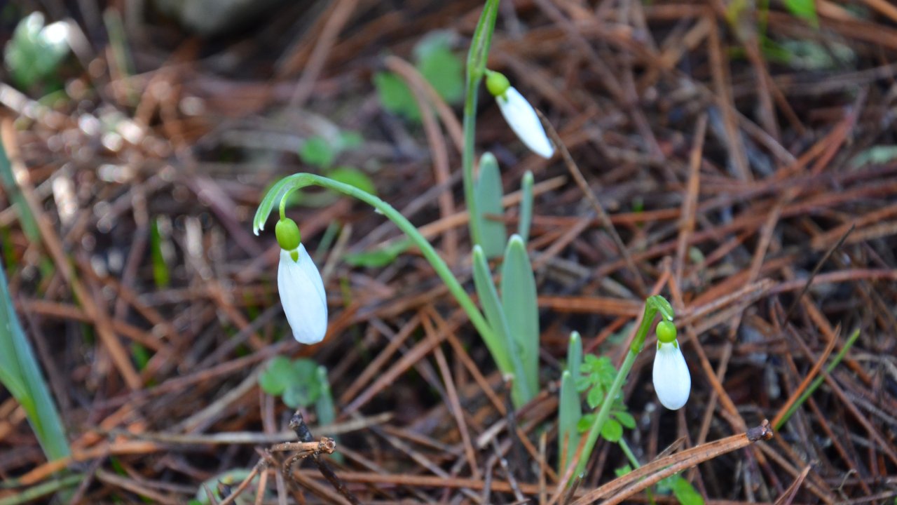 Bu çiçeği koparmanın cezası 699 bin lira
