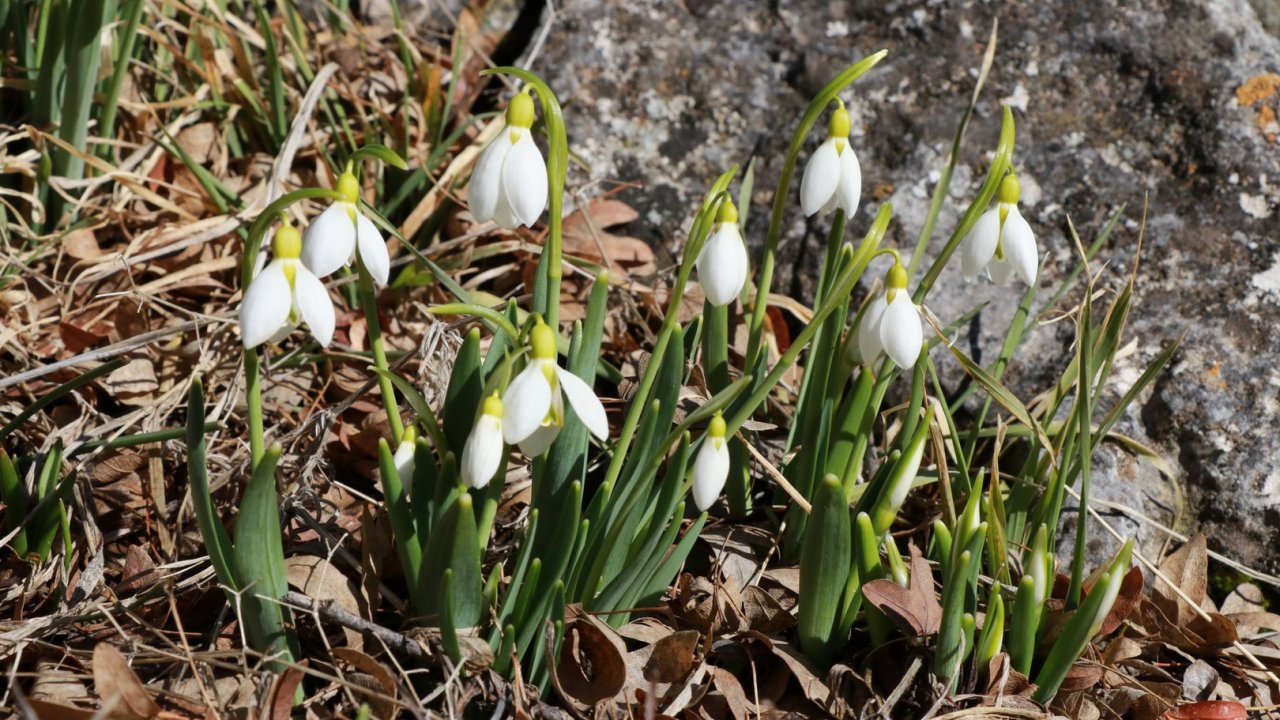 Konya’da doğa uyanıyor: Kardelenler karların içinden selam verdi