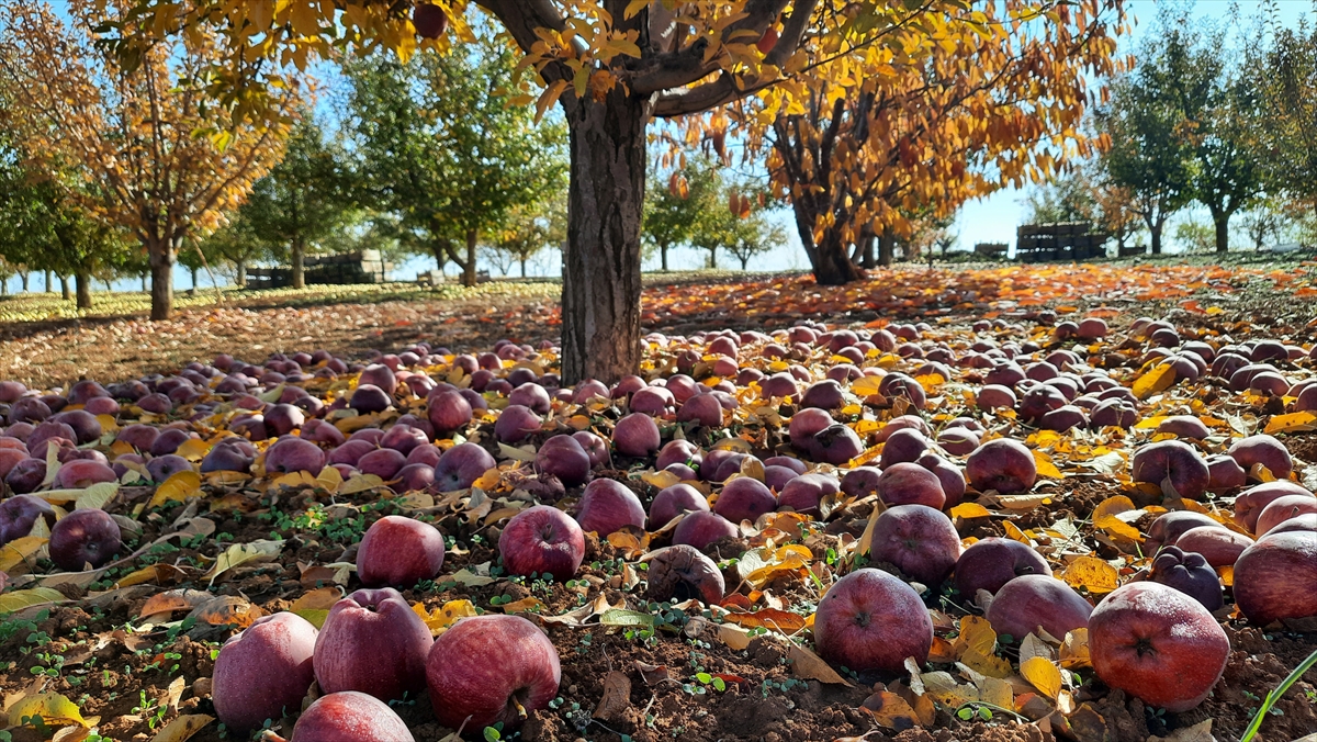 Bozkır'da elma mesaisi sürüyor